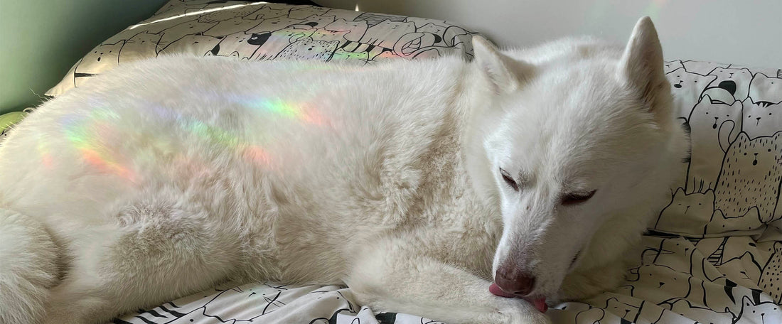 Do sun catchers work in winter?